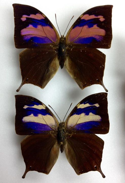 Fountainea nessus male (collection, normal and aberrant) (Internet Image property of respective owner, non-commercial use only)